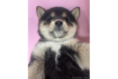 販売中の千葉県の柴犬-393751の5枚目
