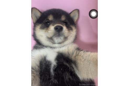 販売中の千葉県の柴犬-393751の4枚目
