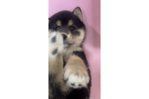 販売中の千葉県の柴犬-393751の3枚目