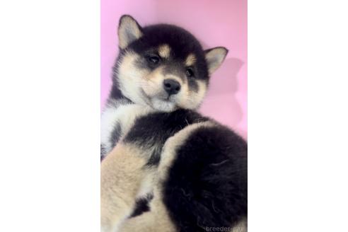 販売中の千葉県の柴犬-393751の2枚目