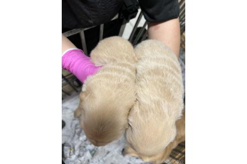 販売中の秋田県のゴールデンレトリーバー-393750の2枚目