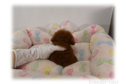 販売中の埼玉県のティーカッププードル-393752の8枚目