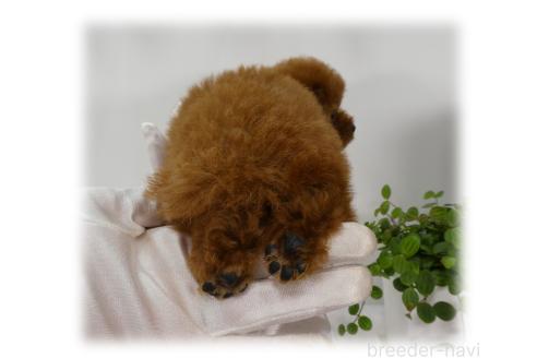 販売中の埼玉県のティーカッププードル-393753の15枚目