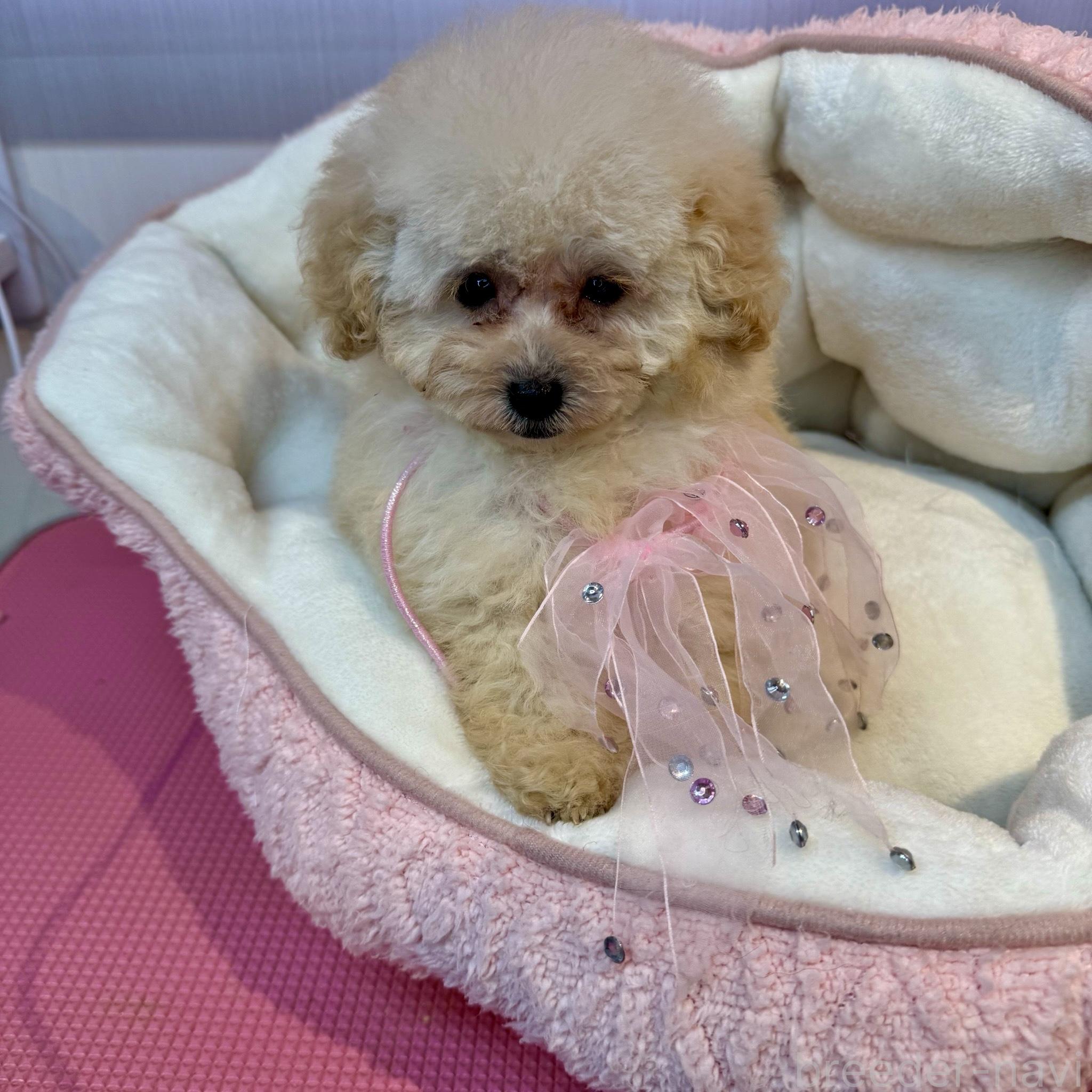 販売中の埼玉県のタイニープードル-385368の2枚目