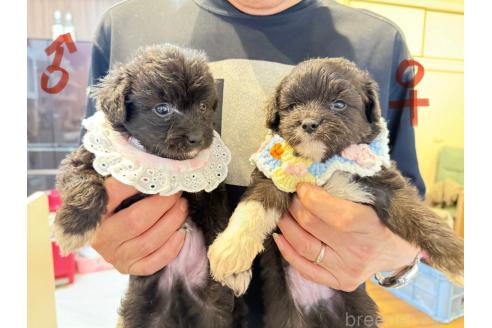 販売中の愛知県のチワプー:チワワ×トイプードル-393591の1枚目