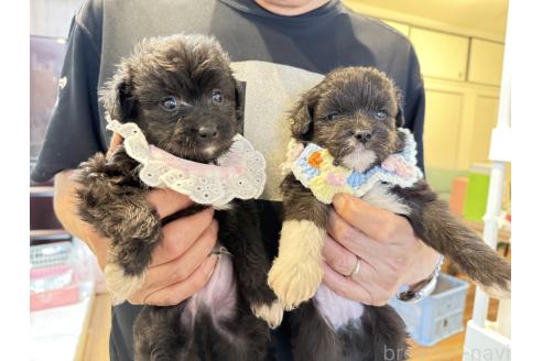 販売中の愛知県のチワプー:チワワ×トイプードル-393591の5枚目