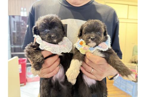 販売中の愛知県のチワプー:チワワ×トイプードル-393591の3枚目