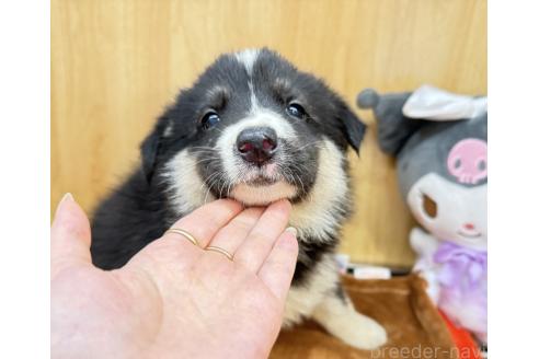 販売中の愛知県のオゥスキー:オーストラリアンシェパード×ハスキー-393592