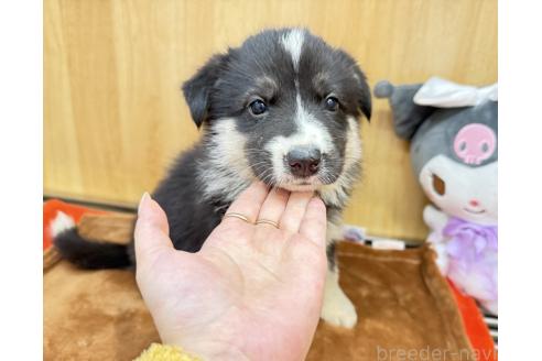 販売中の愛知県のオゥスキー:オーストラリアンシェパード×ハスキー-393592の7枚目