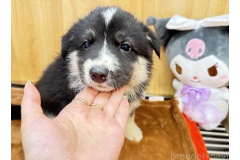 販売中の愛知県のオゥスキー:オーストラリアンシェパード×ハスキー-393592の5枚目