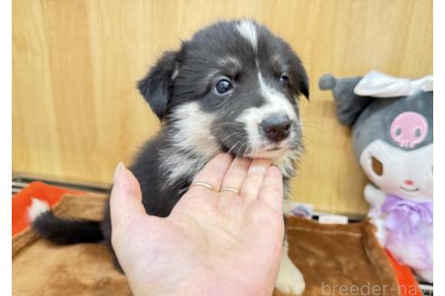 販売中の愛知県のオゥスキー:オーストラリアンシェパード×ハスキー-393592の4枚目