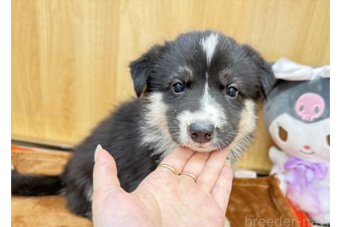 販売中の愛知県のオゥスキー:オーストラリアンシェパード×ハスキー-393592の3枚目