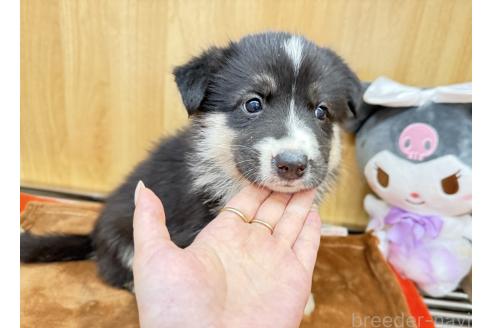 販売中の愛知県のオゥスキー:オーストラリアンシェパード×ハスキー-393592の2枚目