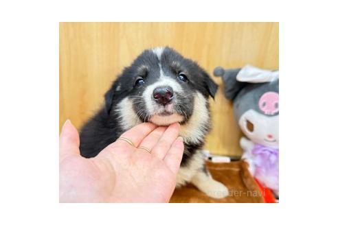 販売中の愛知県のオゥスキー:オーストラリアンシェパード×ハスキー-393593