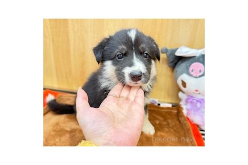 販売中の愛知県のオゥスキー:オーストラリアンシェパード×ハスキー-393593の7枚目