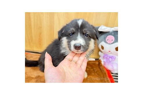 販売中の愛知県のオゥスキー:オーストラリアンシェパード×ハスキー-393593の4枚目
