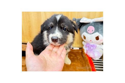 販売中の愛知県のオゥスキー:オーストラリアンシェパード×ハスキー-393593の3枚目