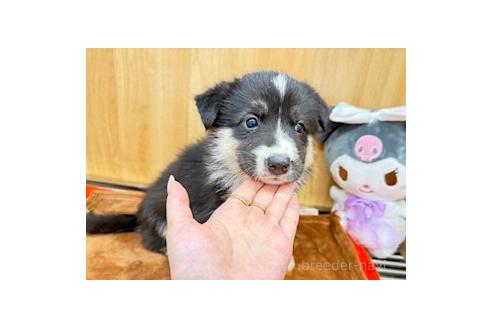 販売中の愛知県のオゥスキー:オーストラリアンシェパード×ハスキー-393593の2枚目