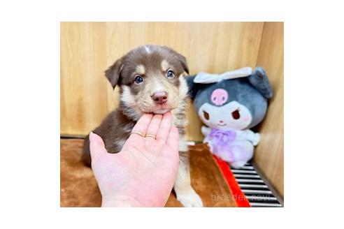 販売中の愛知県のオゥスキー:オーストラリアンシェパード×ハスキー-393594