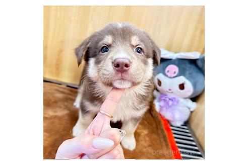 販売中の愛知県のオゥスキー:オーストラリアンシェパード×ハスキー-393595