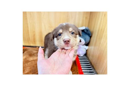 販売中の愛知県のオゥスキー:オーストラリアンシェパード×ハスキー-393595の3枚目