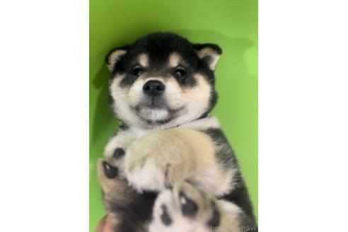販売中の千葉県の柴犬-393754の4枚目