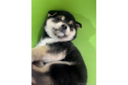 販売中の千葉県の柴犬-393754の3枚目