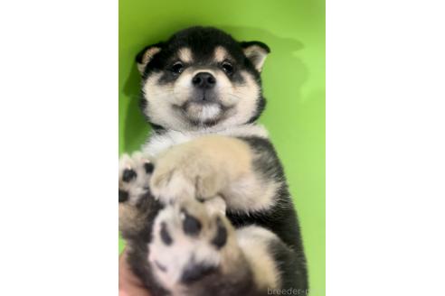 販売中の千葉県の柴犬-393754の2枚目