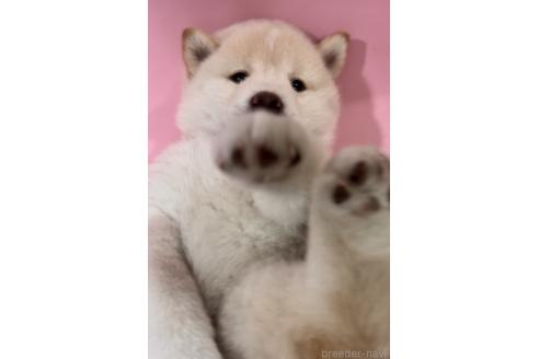 販売中の千葉県の柴犬-393755の6枚目