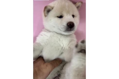 販売中の千葉県の柴犬-393755の5枚目