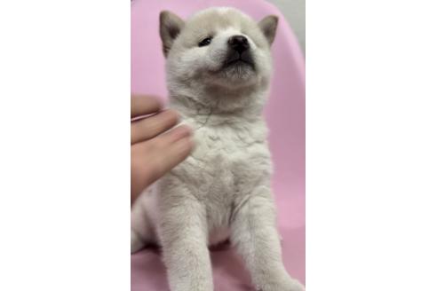 販売中の千葉県の柴犬-393755の4枚目