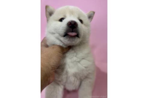 販売中の千葉県の柴犬-393755の3枚目