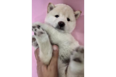 販売中の千葉県の柴犬-393755の2枚目