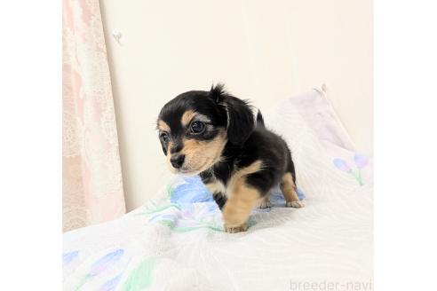 成約済の宮崎県のミックス犬-391931の7枚目