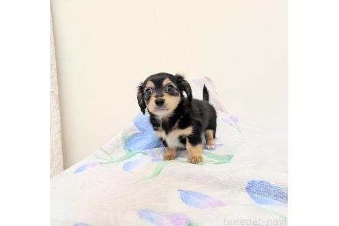 成約済の宮崎県のミックス犬-391931の6枚目