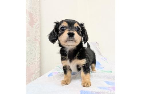 成約済の宮崎県のミックス犬-391931の5枚目