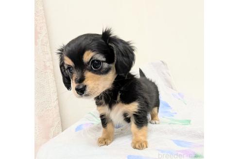 成約済の宮崎県のミックス犬-391931の4枚目