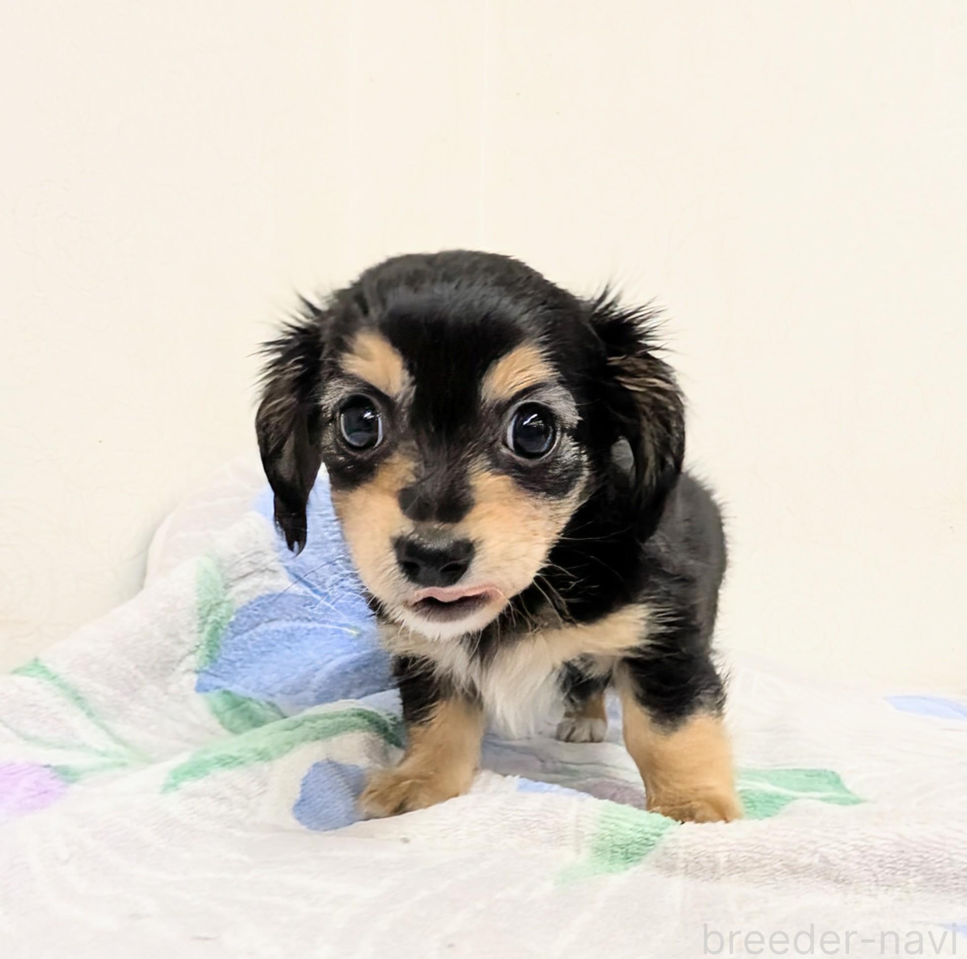 成約済の宮崎県のミックス犬-391931の3枚目