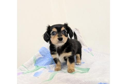 成約済の宮崎県のミックス犬-391931の2枚目