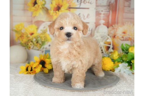 販売中の東京都のマルプー:マルチーズ×トイプードル-393857の4枚目