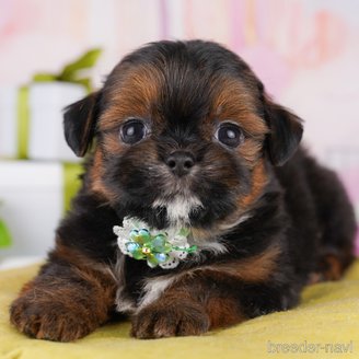 販売中の東京都のミックス犬-394488