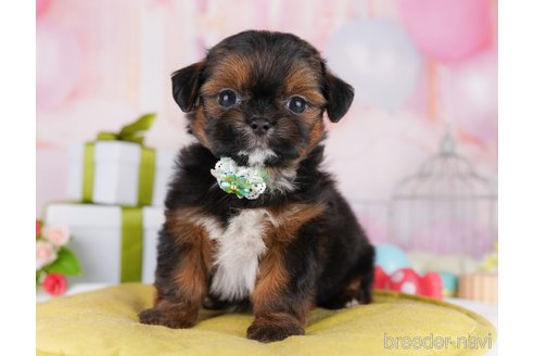 販売中の東京都のミックス犬-394488の6枚目