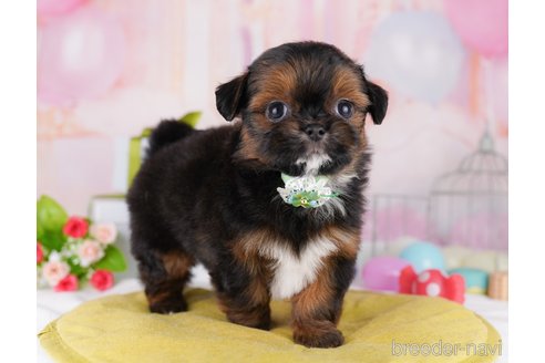 販売中の東京都のミックス犬-394488の3枚目
