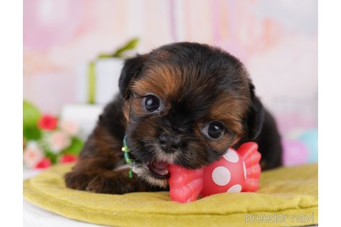 販売中の東京都のミックス犬-394488の4枚目