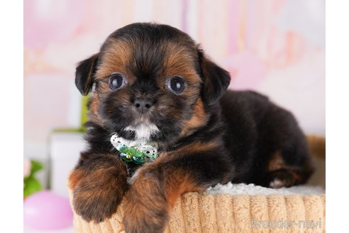 販売中の東京都のミックス犬-394488の5枚目