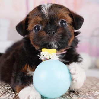 販売中の東京都のミックス犬-394489