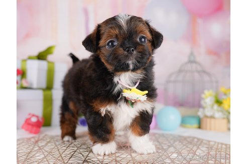 販売中の東京都のミックス犬-394489の3枚目