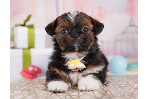 販売中の東京都のミックス犬-394489の4枚目