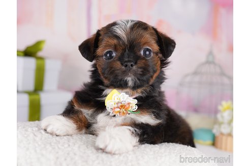 販売中の東京都のミックス犬-394489の5枚目