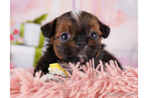 販売中の東京都のミックス犬-394489の6枚目